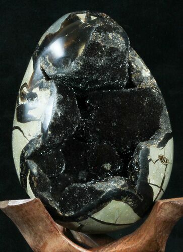 Septarian Dragon Egg Geode - Black Calcite Crystals #33977